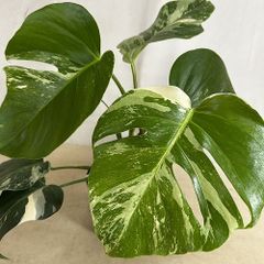 モンステラデリシオーサクリームブリュレ 検 レガシー プラチナム