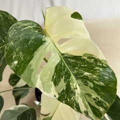Kc-Bb】モンステラ 斑入り ボルシギアナ フルムーン 高さ89cm 鉢植え