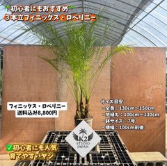 🌴 ソテツ苗 お得3株セット ドライガーデン ロックガーデン 南国植物