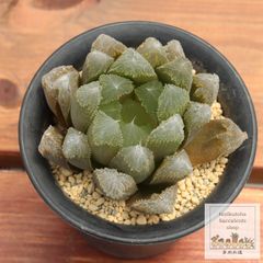happy様ご確認用　センペルビウム　アラクノイデウム　錦　斑入り　超レア センペルビウム アラクノイデウム 錦 斑入り 超レア - メルカリ
