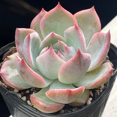 多肉植物 キャラリアン② 抜き苗 - メルカリ
