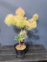 NR1スモークツリー赤花接木高さ150cm9号角鉢 大苗マロンレッド NR1スモークツリー赤花接木高さ130cm9号角鉢 大苗マロンレッド - メルカリ