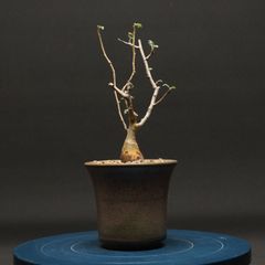 コミフォラ カタフ ターカネンシス 丸型 手乗りサイズ - メルカリ