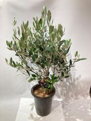現品］【希少】A 創樹 オリーブ セントキャサリン 4号 オリーブの木