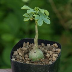 現品】塊根植物（コーデックス）：アデニア・グラウカ 4号 Ⅱ - メルカリ