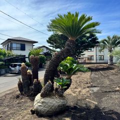 ソテツ『特大サイズ』近畿地方限定配達&植込み無料❗️その他地方の方