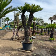 ソテツ『特大サイズ』近畿地方限定配達&植込み無料❗️その他地方の方