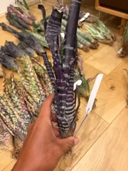 エクメア　Aechmea chantinii 'Black Select' タンクブロメリアのサムネイル