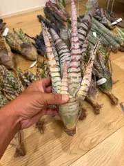 エクメア　Aechmea chantinii 'Silver top' タンクブロメリアのサムネイル