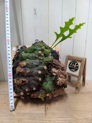 Y725【新芽展開開始！板付】超激レア種！レカノプテリス トリトリ現地
