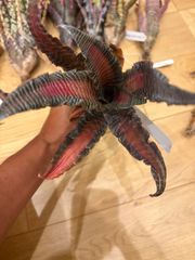 エクメア Aechmea orlandiana 'Pickaniny' タンクブロメリア - メルカリ