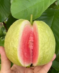 점보 구아바 바가반지로, 희귀 자몽보다 큰 것, 붉은 과육 품종, 사이딘 품종, 과일, 열대 과일, 유용한 식물 종자