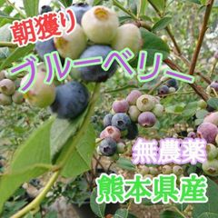 るんるん様専用！ 完熟生ブルーベリー【大粒〜特大】(180g×8p) - メルカリ