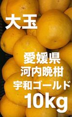 愛媛県産 河内晩柑 宇和ゴールド紅 嵐ゴールド 柑橘 10kg - メルカリ