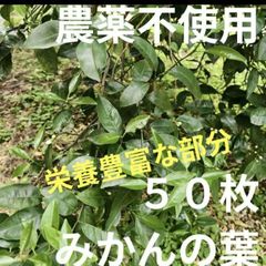 無農薬 柚子の葉 150枚 - メルカリ