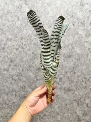 ▽ Aechmea chantinii ‘Ice Latte’ ▽ エクメアチャンティニー アイスラテ 【PLANET】Aechmea chantinii Ice Latte エクメア 観葉植物のサムネイル