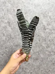 ＊ブラック＊ ▽Aechmea Chantinii Black Ebony▽ D53 エクメアチャンティニー ブラックエボニー 【PLANET】エクメア ブロメリア アナナスのサムネイル