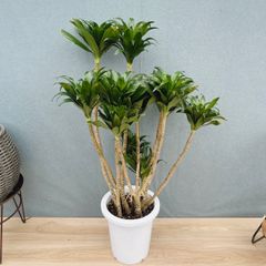 徳島　引き取り　ドラセナ　コンパクタ　大型　観葉植物 徳島 引き取り ドラセナ コンパクタ 大型 観葉植物 - メルカリ