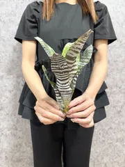 Lサイズ ▽Aechmea Chantinii Black Ebony▽ 12 エクメアチャンティニー ブラックエボニー 【PLANET】エクメア ブロメリア アナナスのサムネイル