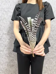 Lサイズ ▽Aechmea Chantinii Black Ebony▽ D69エクメアチャンティニー ブラックエボニー 【PLANET】エクメア ブロメリア アナナスのサムネイル