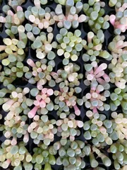 新入荷　五十鈴玉錦　鮮やかな128苗セット　土と根付き　多肉植物　エケベリア　セダム　韓国苗　詰め合わせ　寄せ植え　X1015