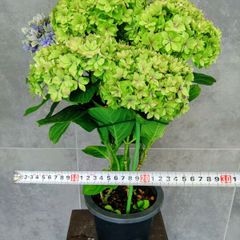 ☆売り尽くし☆福岡県鬼木様の紫陽花☆筑紫路風☆8号鉢☆ - メルカリ