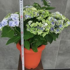 鉢花 紫陽花 カサノバ 5寸 - メルカリ