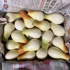 じいじのまごころ野菜… ジャンボにんにく1kg ⑪ コンパクトサイズ