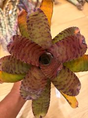 ネオレゲリア Neoregelia 'White Walker' タンクブロメリア - メルカリ