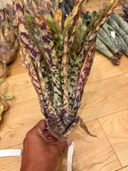ビルベルギア インセンディアリーデライト① 抜き苗 タンクブロメリア