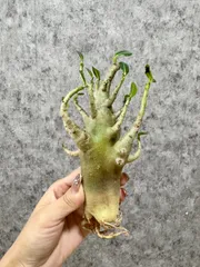 ▽Adenium arabicum super dwarf “Gotji” ▽ A10 アデニウム アラビカム スーパードワーフ 塊根植物 【PLANET】のサムネイル