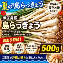 訳あり特価】500g 伊江島産 島らっきょう 農家直送 沖縄産 送料込み