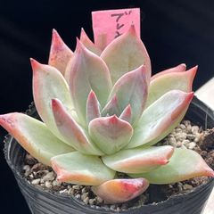 多肉植物♡ブレンディティ❤︎抜き苗(根付き) - メルカリ