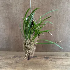デントロキラム　 現品 ラン科 デンドロキラム属 観葉植物 観葉 植物 着生ラン 着生 ラン 蘭 オーキッド 吊り下げ 吊るす ハンギング インテリア 花 おうち時間 グリーン 板付のサムネイル