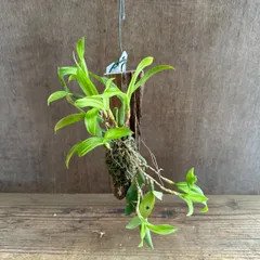 セロジネ　ユニフローラ　Coelogyne uniflora ラン科 セロジネ属 観葉植物 観葉 植物 着生ラン 着生 ラン 蘭 オーキッド 吊り下げ 吊るす ハンギング インテリア 花 おうち時間 グリーン 板付のサムネイル