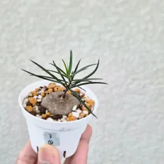 ②《ブラキステルマ spec.Thailand》Brachystelma Spec. Thailand 塊根植物 コーデックスのサムネイル