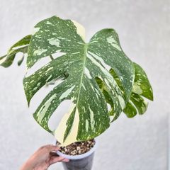 週末限定値下げ‼️】斑入りモンステラ イエローモンスター 鉢のまま