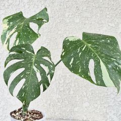 す*る様 モンステラ デリシオーサ グリーンスノー 検索 レガシー