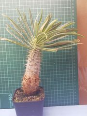 実生 ギラウミニアナ 分頭 ユーフォルビア 灌木 塊根植物 コーデックス