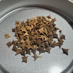 5粒ボスウェリア・オクルタBoswellia occulta種子 2026年4月入荷