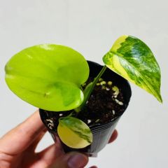 モンステラ デリシオーサ Monstera deliciosa 'Gold Monster' 新種