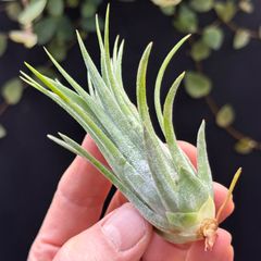 Ionantha Hawaiian Lavender - メルカリ