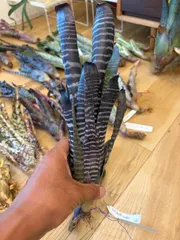エクメアエクメア　Aechmea chantinii 'Black Select' タンクブロメリアのサムネイル