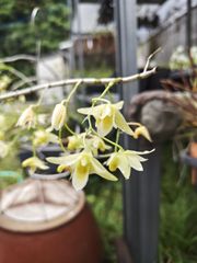 キバナノセッコク 素心花「深芳野」 セッコク 長生蘭 富貴蘭 - メルカリ