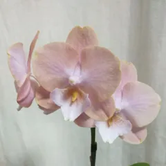 胡蝶蘭　苗　ピンクブラウンのサムネイル