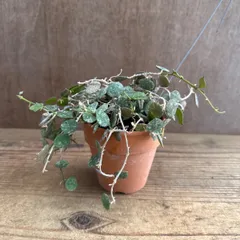 ホヤ カーティシー ① 現品 素焼鉢ハンギング サクララン 桜蘭 Hoya curtisii ホヤ カーティシー  Hoya curtisii サクララン 桜蘭  観葉植物 観葉 植物 珍奇植物 珍奇 珍しい 希少 レア つる性 つる性植物 ハンギング 吊るすのサムネイル