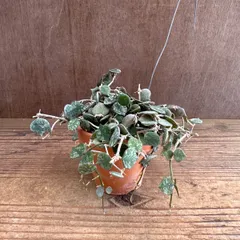 ホヤ カーティシー ② 現品 素焼鉢ハンギング サクララン 桜蘭 Hoya curtisii ホヤ カーティシー  Hoya curtisii サクララン 桜蘭  観葉植物 観葉 植物 珍奇植物 珍奇 珍しい 希少 レア つる性 つる性植物 ハンギング 吊るすのサムネイル