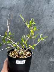 Teratophyllum aculeatum Nanga pinoh【TB便】 - メルカリ
