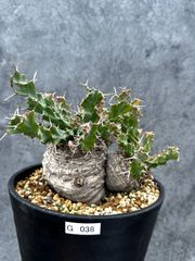 現品限り】ドルステニア・ギガス 挿し木 大株【G37】 Dorstenia gigas
