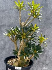 現品限り】ドルステニア・ギガス 挿し木 大株【G37】 Dorstenia gigas
